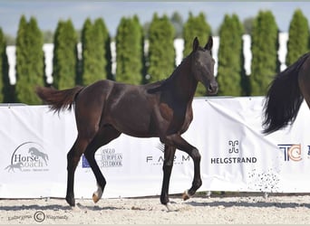 Polish sport horse, Stallion, Foal (06/2025), Black