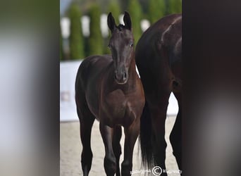 Polish sport horse, Stallion, Foal (06/2025), Black