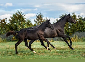 Polish sport horse, Stallion, Foal (06/2025), Black