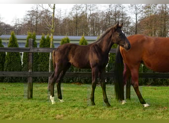 Polish sport horse, Stallion, Foal (07/2025), Black