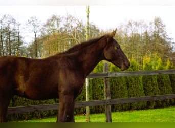 Polish sport horse, Stallion, Foal (07/2025), Black
