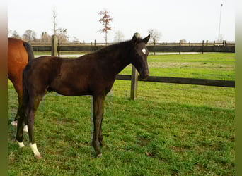 Polish sport horse, Stallion, Foal (07/2025), Black