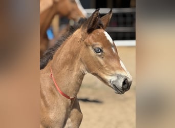 Polish sport horse, Stallion, Foal (04/2026), Brown