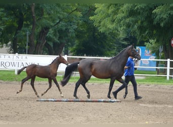 Polish sport horse, Stallion, Foal (01/2026), Brown