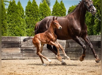Polish sport horse, Stallion, Foal (07/2026), Brown