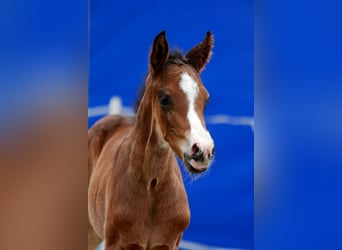 Polish sport horse, Stallion, Foal (01/2026)