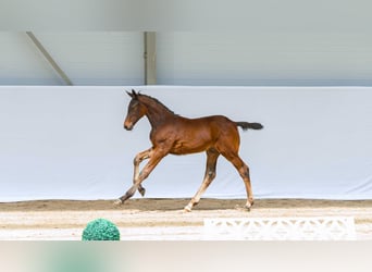Polish sport horse, Stallion, Foal (06/2026)