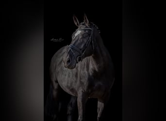 Polish Warmblood, Gelding, 10 years, 16.1 hh, Black