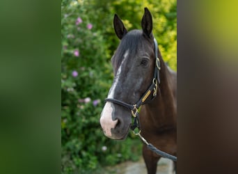 Polish Warmblood, Gelding, 10 years, 16 hh, Black