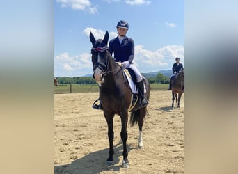 Polish Warmblood, Gelding, 10 years, 16 hh, Black