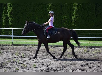 Polish Warmblood, Gelding, 10 years, 16,1 hh, Black