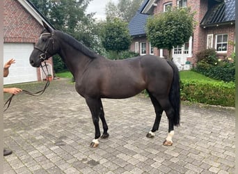 Polish Warmblood, Gelding, 10 years, Bay-Dark