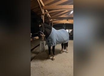 Polish Warmblood, Gelding, 11 years, 15,2 hh, Bay-Dark