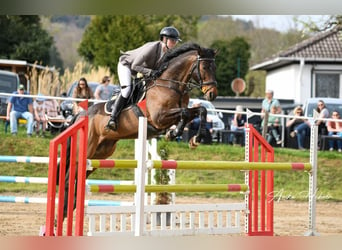 Polish Warmblood, Gelding, 11 years, 16,3 hh, Bay-Dark