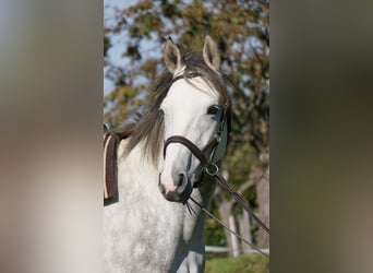 Polish Warmblood, Gelding, 12 years, 16 hh, Gray-Dark-Tan