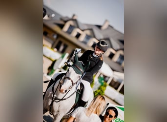 Polish Warmblood, Gelding, 12 years, 16 hh, Gray