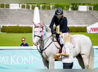 Polish Warmblood, Gelding, 12 years, 16 hh, Gray