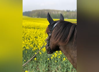 Polish Warmblood, Gelding, 13 years, 14,3 hh, Pinto