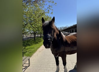 Polish Warmblood, Gelding, 13 years, 14,3 hh, Pinto