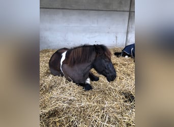 Polish Warmblood, Gelding, 13 years, 14,3 hh, Pinto