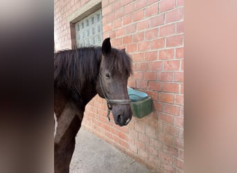 Polish Warmblood, Gelding, 13 years, 14,3 hh, Pinto