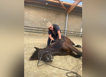 Polish Warmblood, Gelding, 13 years, 14,3 hh, Pinto