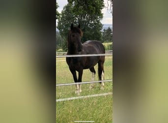 Polish Warmblood, Gelding, 13 years, 14,3 hh, Pinto