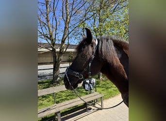 Polish Warmblood, Gelding, 13 years, 14,3 hh, Pinto