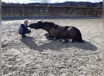 Polish Warmblood, Gelding, 13 years, 14,3 hh, Pinto