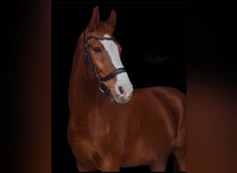 Polish Warmblood, Gelding, 13 years, 16.1 hh, Chestnut-Red