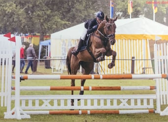 Polish Warmblood, Gelding, 13 years, 16 hh, Chestnut-Red