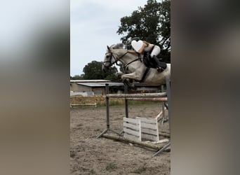 Polish Warmblood, Gelding, 13 years, 16 hh, Grey