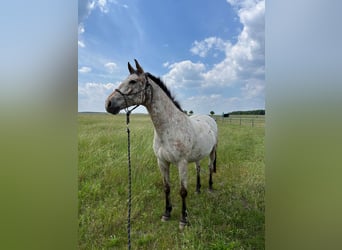 Polish Warmblood, Gelding, 13 years, 16 hh, Leopard-Piebald