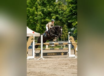 Polish Warmblood, Gelding, 15 years, 16,2 hh, Black