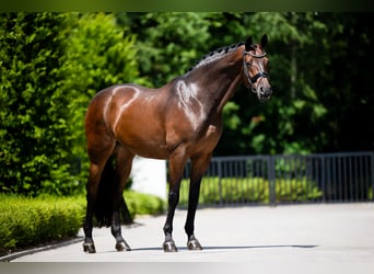 Polish Warmblood, Gelding, 15 years, 17 hh, Bay-Dark
