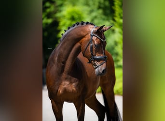 Polish Warmblood, Gelding, 15 years, 17 hh, Bay-Dark