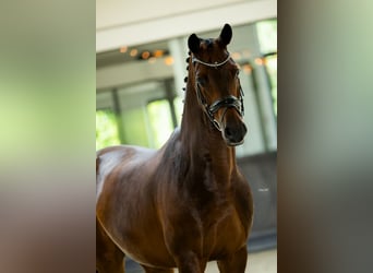 Polish Warmblood, Gelding, 15 years, 17 hh, Bay-Dark