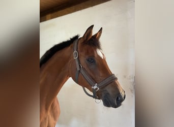 Polish Warmblood, Gelding, 16 years, 15,2 hh, Brown