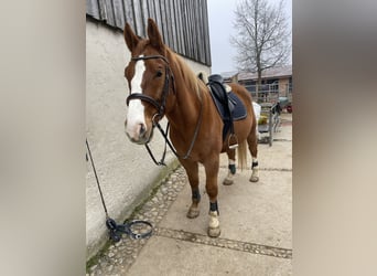 Polish Warmblood, Gelding, 17 years, 16,1 hh, Chestnut-Red