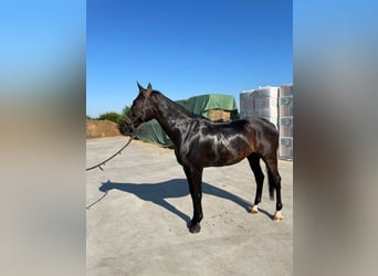 Polish Warmblood, Gelding, 19 years, 16,2 hh, Black