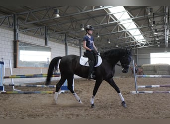 Polish Warmblood, Gelding, 19 years, 16,2 hh, Black