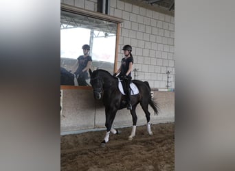 Polish Warmblood, Gelding, 19 years, 16,2 hh, Black