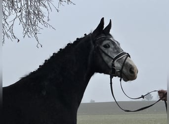 Polish Warmblood, Gelding, 3 years, 15,1 hh, Gray-Dark-Tan