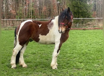 Polish Warmblood Mix, Gelding, 3 years, 15.1 hh, Tobiano-all-colors