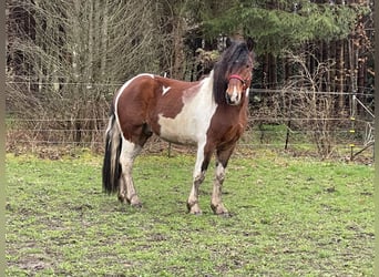 Polish Warmblood Mix, Gelding, 3 years, 15.1 hh, Tobiano-all-colors