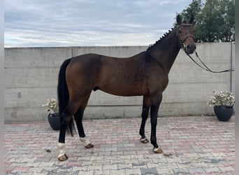 Polish Warmblood, Gelding, 3 years, 15,2 hh, Brown