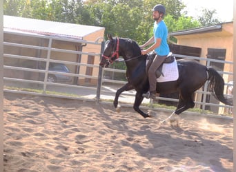 Polish Warmblood, Gelding, 4 years, 15.1 hh, Bay-Dark