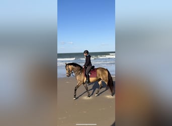 Polish Warmblood Mix, Gelding, 4 years, 15,2 hh, Buckskin