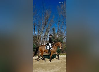 Polish Warmblood Mix, Gelding, 4 years, 15,2 hh, Buckskin