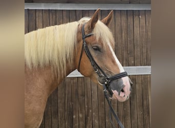 Polnisches Warmblut Mix, Wallach, 4 Jahre, 15,2 hh, Fuchs